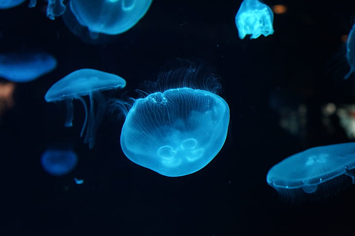 Underwater, 4K, Deep sea, Jellyfish