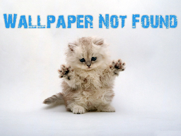 long-haired white kitten, Humor, Funny, Disappear, Gone, domestic, HD wallpaper