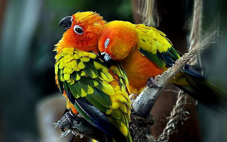 Parrots Couple, love, background, HD wallpaper