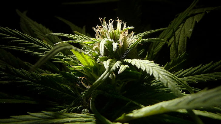 420, ganja, marijuana, weed