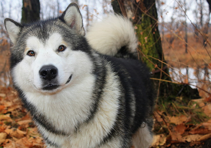 white and black Siberian Husky, autumn, dog, Alaskan Malamute, HD wallpaper