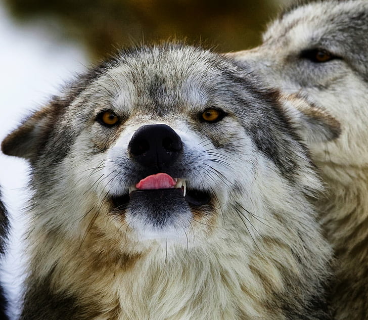 white and black wolfdog, Hungry Wolf, teeth  tongue, animal, animals, HD wallpaper