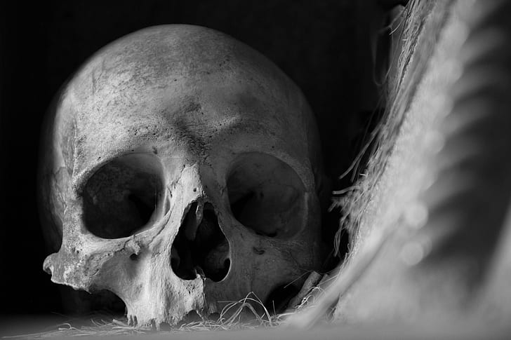 Adam Burke, monochrome, skull, 500px, HD wallpaper