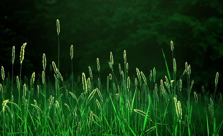 Green Grass, green leafed plant, Seasons, Summer, growth, tranquility