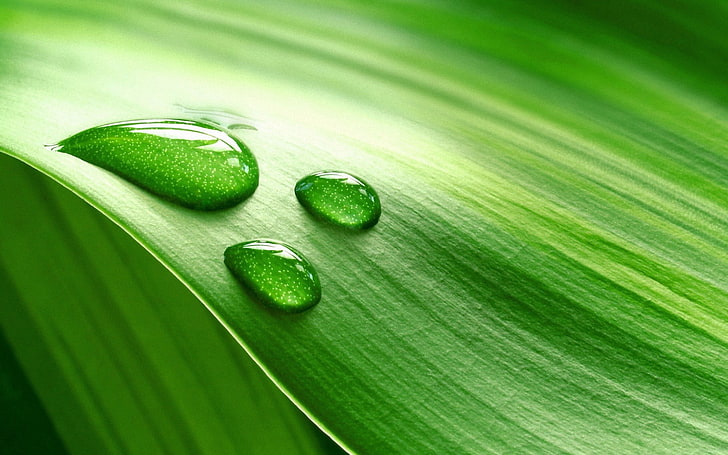 green leaf, drops, band, moisture, nature, green Color, plant, HD wallpaper