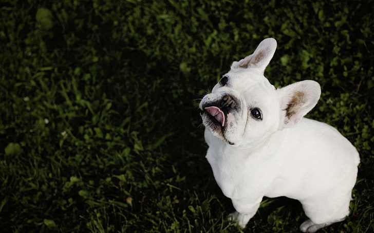 short-coated white puppy, bulldog, grass, pets, animal, cute