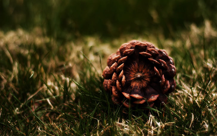 brown pine cone, close-up photography of brown pine cone on green grass, HD wallpaper
