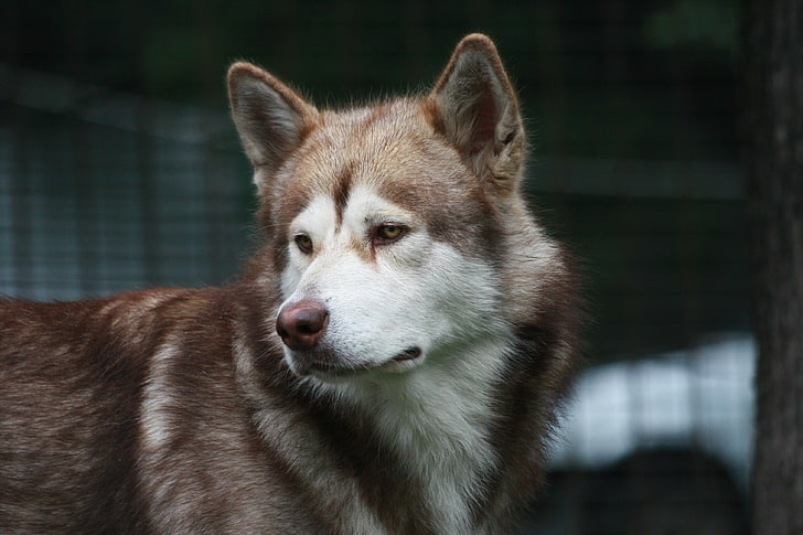 adult red and white Siberian husky, dog, color, look, watch, sled Dog