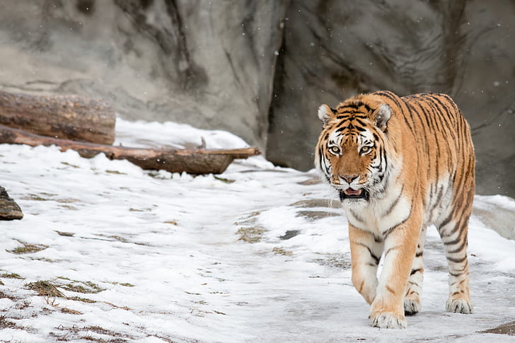 Siberian Tiger, Amur Tiger, HD wallpaper