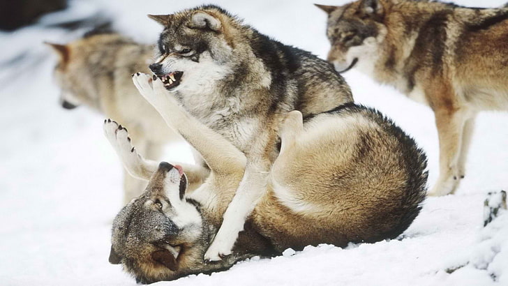 brown wolves, wolf, animals, snow, group of animals, animal themes, HD wallpaper