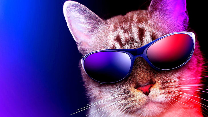 cat, cool, sunglass, funny, eyewear