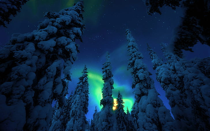 Green Polar Light Forest Trees Trees With Snow Cover Star Sky In Night Landscape Photography Desktop Wallpaper Backgrounds 3840×2400, HD wallpaper