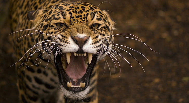 Leopard Roar, yellow leopard, Animals, Wild, Brown, Roaring, feline, HD wallpaper