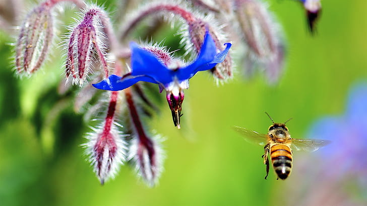 Flower, blue petals, bee flying, insect