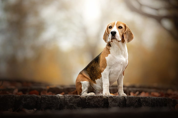 Beagles 1080P, 2K, 4K, 5K HD wallpapers free download | Wallpaper Flare