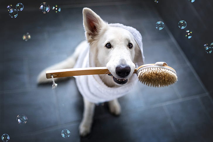 look, face, clothing, tile, dog, bubbles, white, bathroom, view