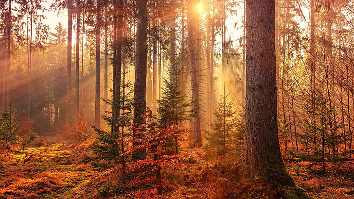 autumn, forest, sunray, woods, woodland, tree, sunbeam, sun ray, HD wallpaper
