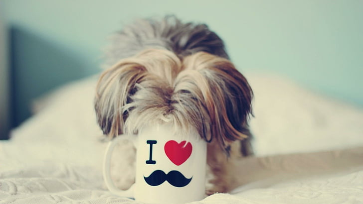 cute, dog, mug, funny, HD wallpaper
