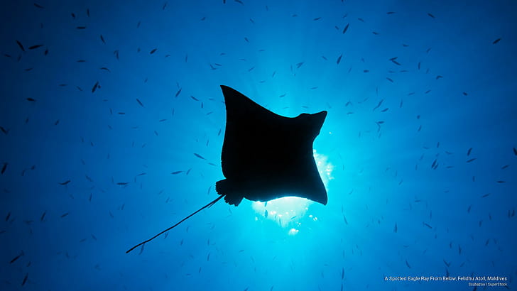 A Spotted Eagle Ray From Below, Felidhu Atoll, Maldives, Ocean Life