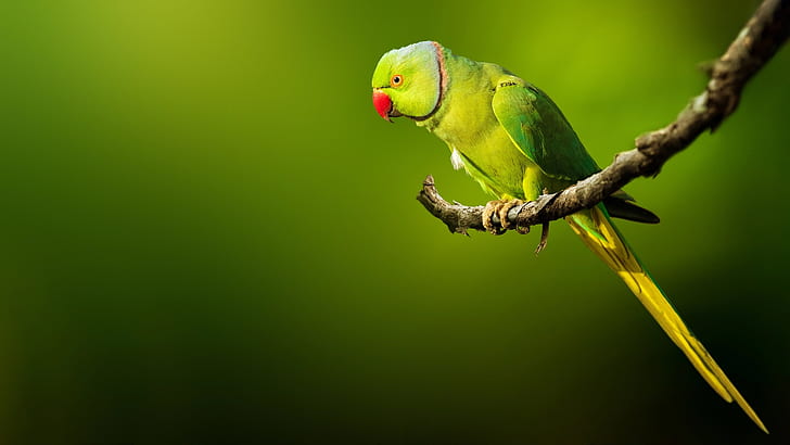 background, bird, branch, parrot