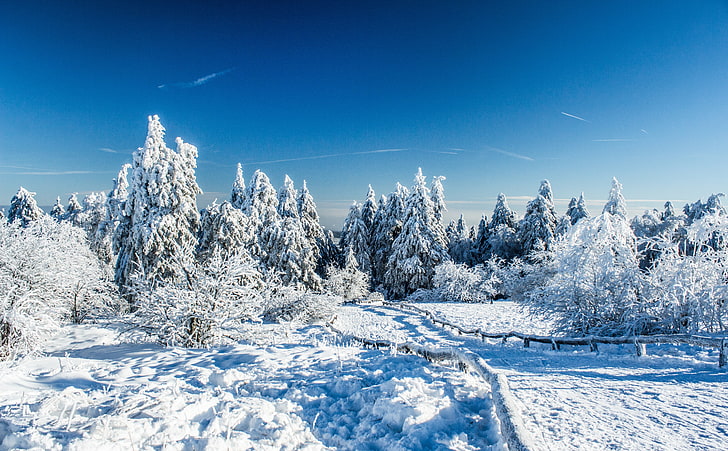 Wonderland Winter, white snow-covered land with trees, Seasons
