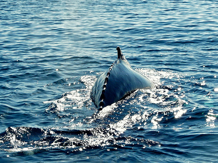 blue fish in the water, humpback, whale, humpback, whale, Humpback whale