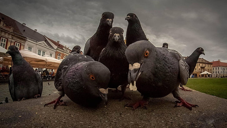 black pigeons, dove, birds, street, humor, gang related, architecture, HD wallpaper