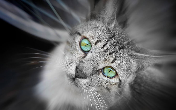 gray cat, animals, green eyes, depth of field, domestic cat, feline, HD wallpaper