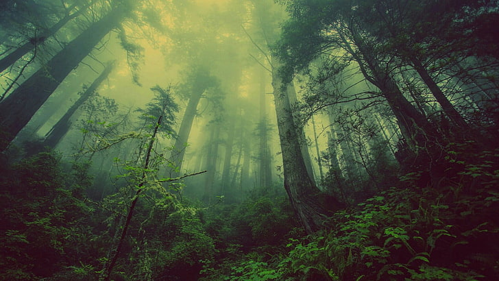forest, mist, fog, misty, woods, foggy, nature, green, woodland, HD wallpaper