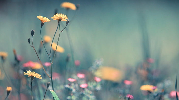 Wild Flower HD Wallpaper for Android