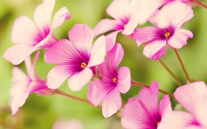 Purple Verbena, flowers