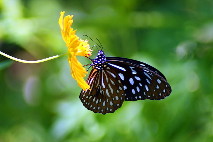 closeup photography of black and white butterfly, luang prabang, luang prabang, HD wallpaper
