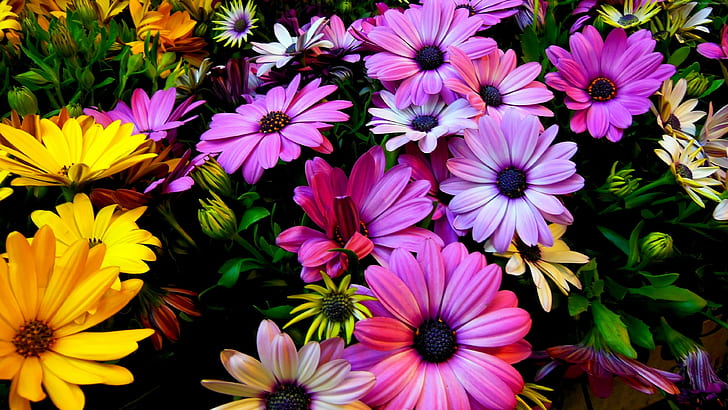 Flowers, Hibiscus, colours, 4k, HD wallpaper