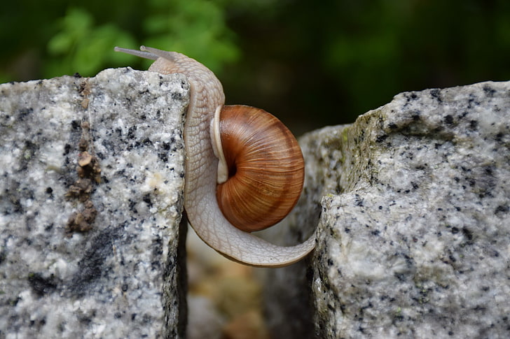 nature, closeup, snail, depth of field, stones, climbing, invertebrate, HD wallpaper