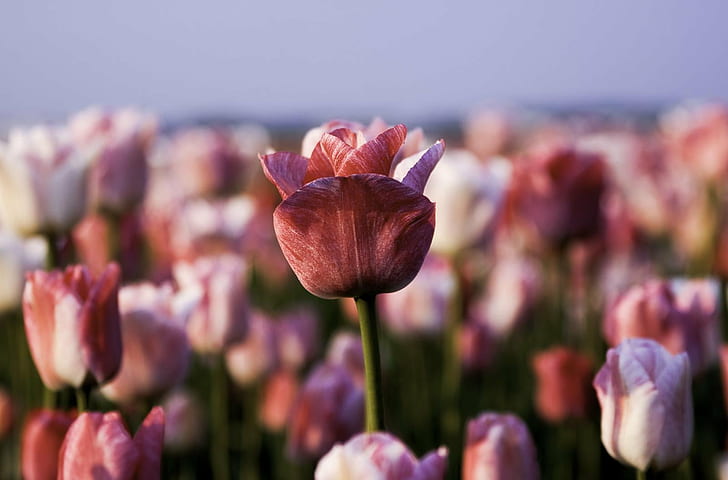 pink tulips field, crowd, tulp, spring, nederland, natuur, lisse, HD wallpaper