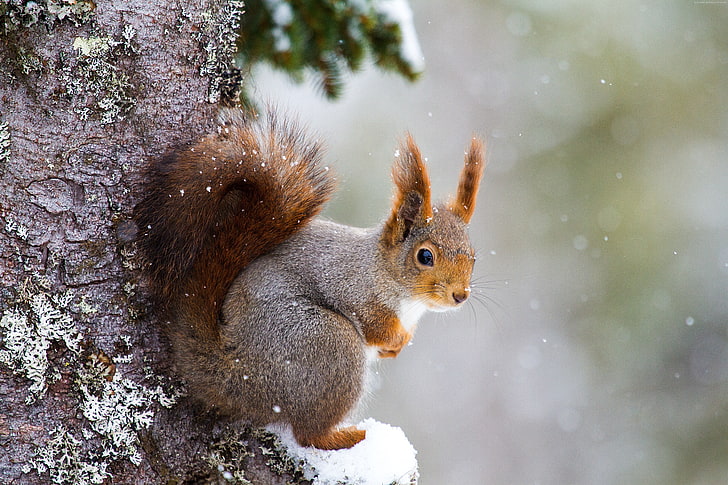 squirrel, cute animals, winter, 5k, HD wallpaper