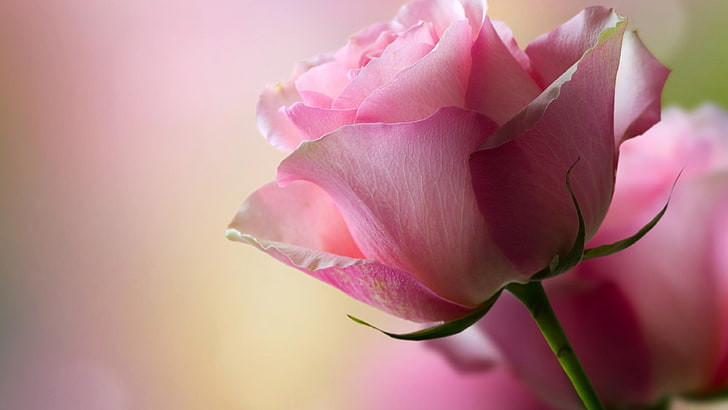rose, pink rose, blurry, beautyful, flower, flowering plant, HD wallpaper