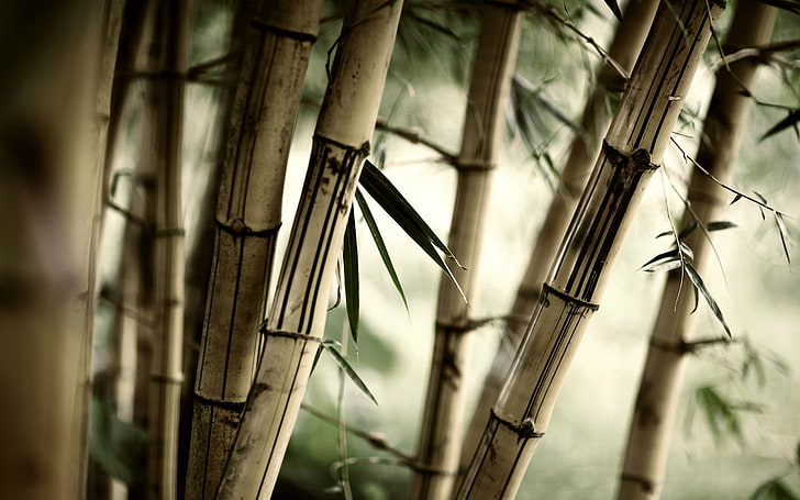 brown bamboo plant, leaves, nature, plants, trees, bamboo - Plant