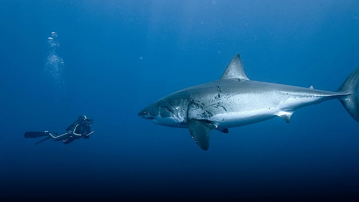 Shark Fish Diver Blue Underwater HD, grey shark, animals, HD wallpaper