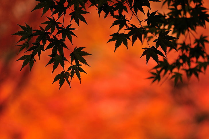 plants, plant part, leaf, maple leaf, autumn, orange color, HD wallpaper