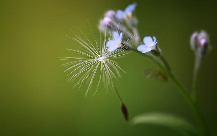 Dandelion selective focus photography, hanging on, Forget me Not, HD wallpaper