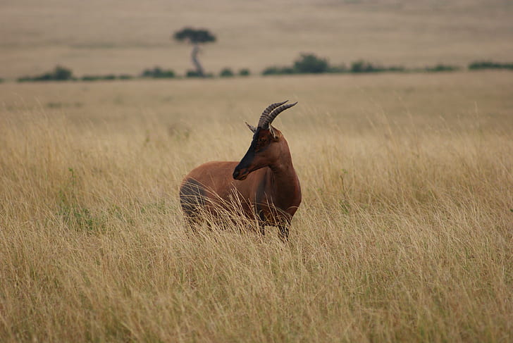 brown four legged animal on green grass, topi, masai mara national reserve, kenya, topi, masai mara national reserve, kenya