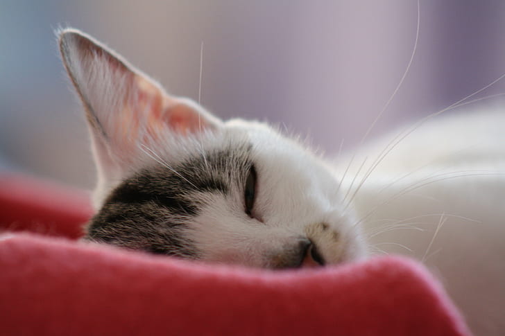 selective photo of white tabby cat sleeping on red pad, relax