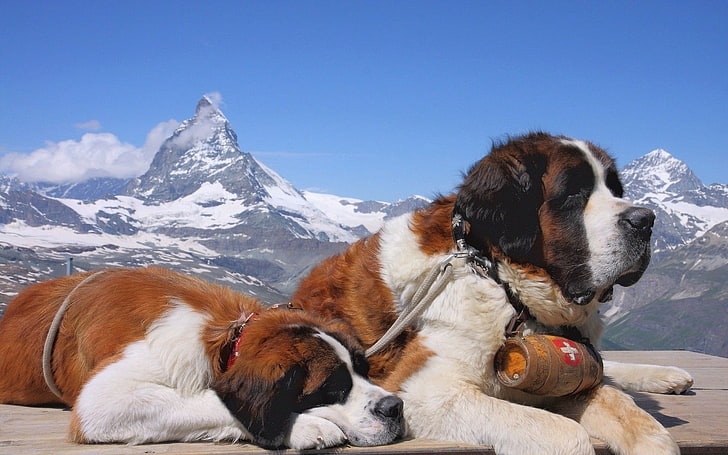 two red-white-and-black Saint Bernards prone lying on ground near mountain at daytimes
