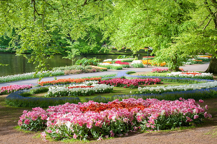 pink petaled flowers, trees, pond, Park, Netherlands, Keukenhof Gardens