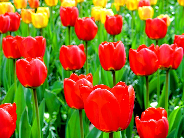 red and yellow tulips, bodensee, mainau, bodensee, mainau, Foto