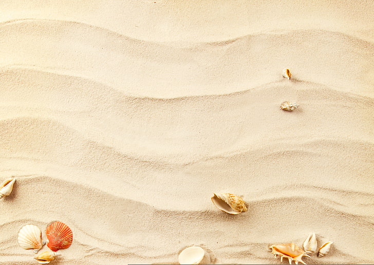 assorted-color sea shell lot, sand, wave, waves, starfish, shells