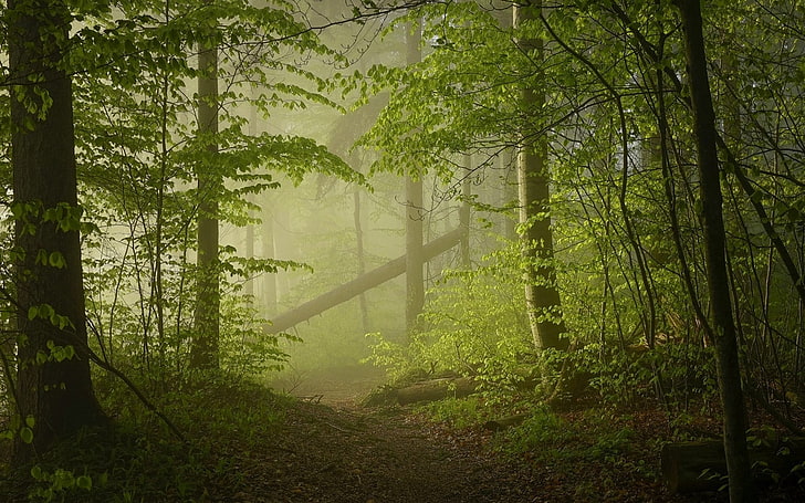 green forest, nature, landscape, mist, path, trees, sunlight, HD wallpaper