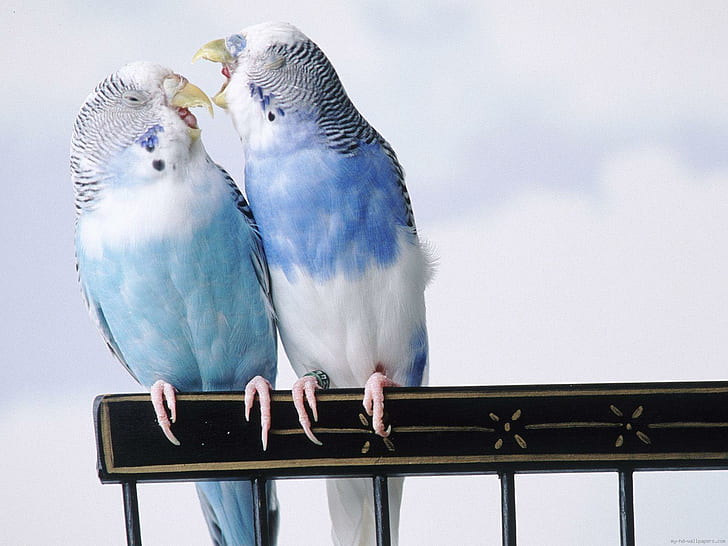 Parrot in love, blue and white budgerigar, animal, bird, HD wallpaper