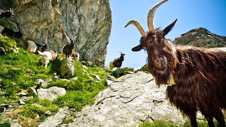 brown goat, goats, animals, mammals, rocks, animal themes, rock - object, HD wallpaper